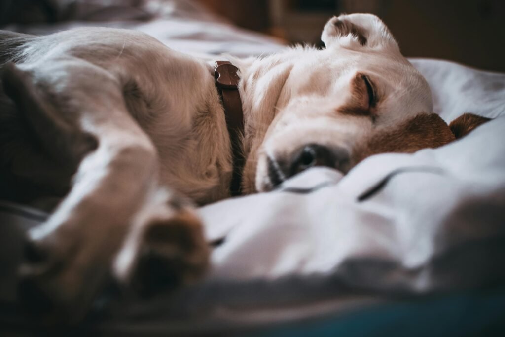 Como curar sarna de cachorro rápido​